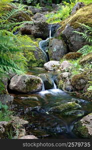 Stream with rocks in tropical forest