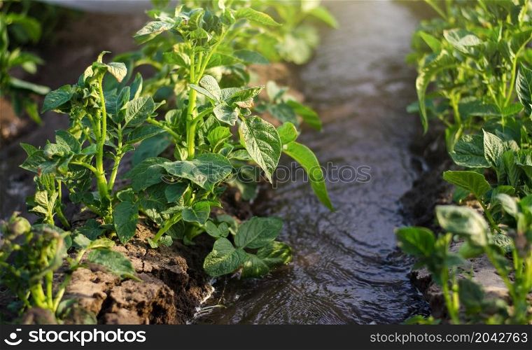 Streams of water flow between rows of potato bushes. Growing crops in early spring using greenhouses. Farming furrow irrigation system. Agriculture industry. Agronomy and horticulture.