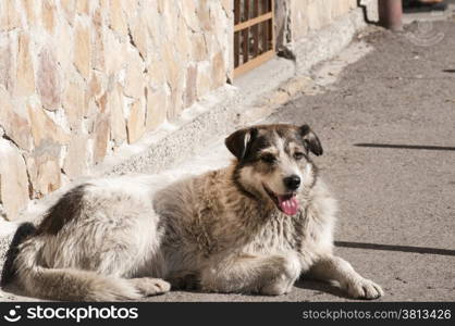 Street adult mixed breed dog lying next to house wall lit by autumn sun