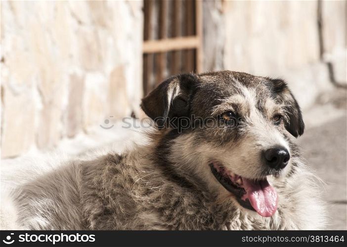 Street adult mixed breed dog lying next to house wall lit by autumn sun