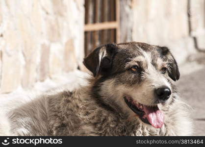 Street adult mixed breed dog lying next to house wall lit by autumn sun