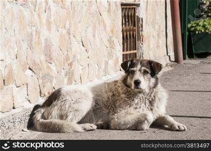 Street adult mixed breed dog lying next to house wall lit by autumn sun