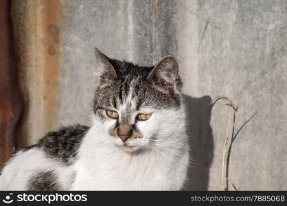 Street cat on grunge tin wall background on sunny winter day