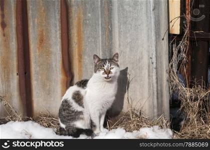 Street cat on grunge tin wall background on sunny winter day