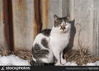 Street cat on grunge tin wall background on sunny winter day