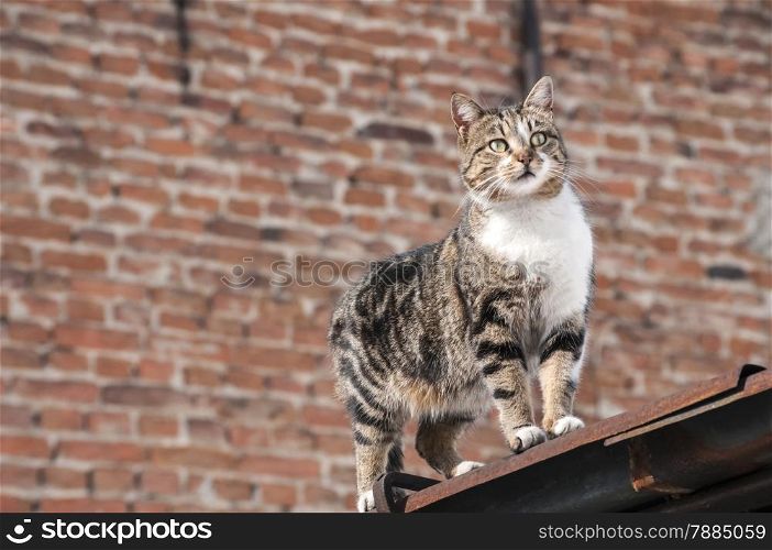 Street cat on roof on brick wall background