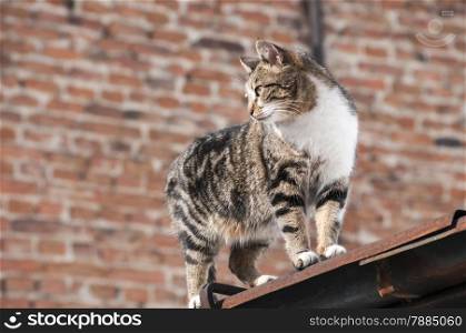 Street cat on roof on brick wall background