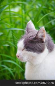 Street cat sitting in the grass