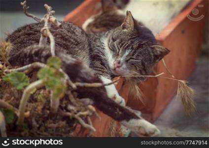 street cat sleeps in a flower pot