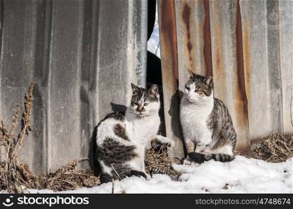 Street cats on grunge tin wall
