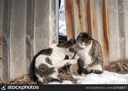 Street cats on grunge tin wall