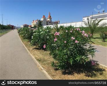 Street of Adler city with avenue of flowers. Sochi, Russia