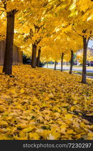 Street side view of Ontario during the Fall season