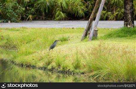 Striated Heron (Butorides striata) walking on green grass in urban park.