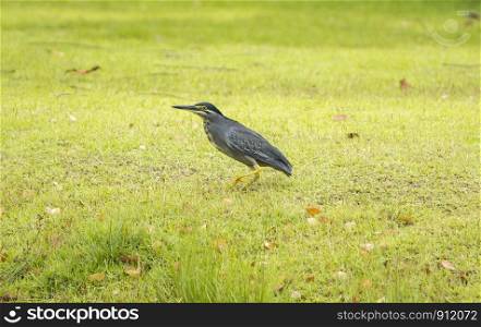 Striated Heron (Butorides striata) walking on green grass in urban park.