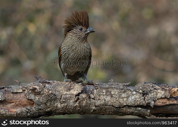 Striated laughingthrush, Garrulax striatus, Sattal, Nainital Uttarakhand, India