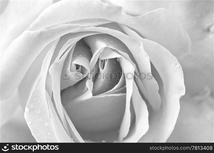 Strict close up of a red rose black and white
