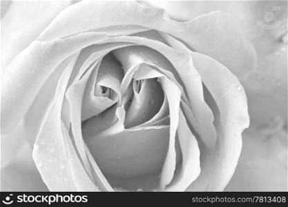 Strict close up of a red rose black and white