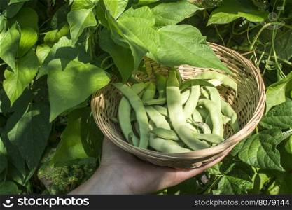 String bean in a bowl. Green garden. Bulgaria