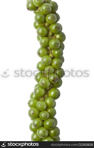 String of fresh green unripe pepper on white background