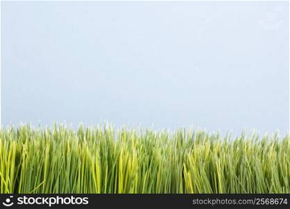 Strip of artificial green grass against blue background.