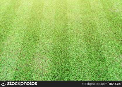 Stripe grass soccer field. Sport lawn background.