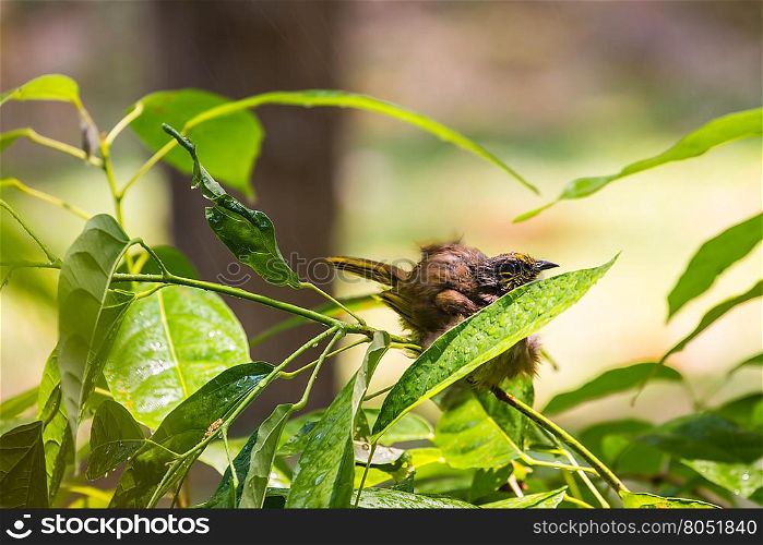 Stripe-throated Bulbul Bird, playing water in summer on hot days
