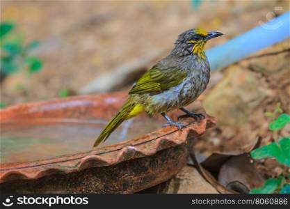 Stripe-throated Bulbul Bird, playing water in summer on hot days