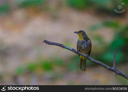 Stripe-throated Bulbul Bird, standing on a branch in nature of thailand