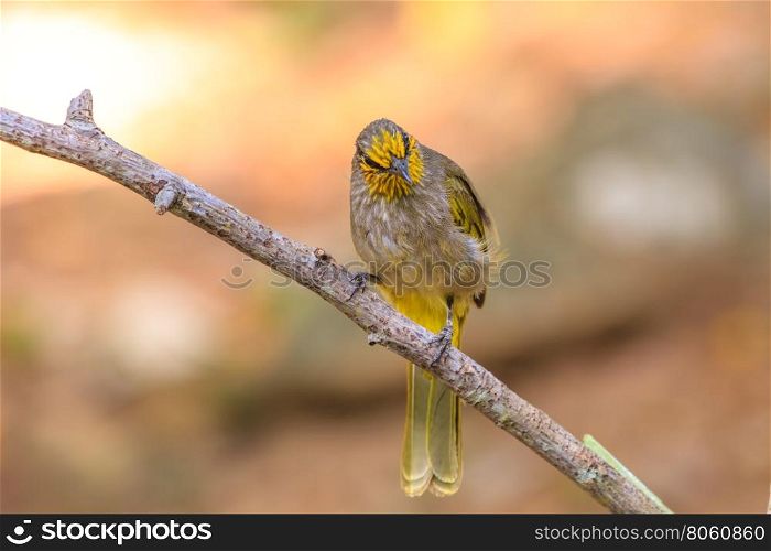 Stripe-throated Bulbul Bird, standing on a branch in nature of thailand