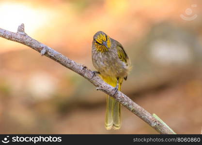 Stripe-throated Bulbul Bird, standing on a branch in nature of thailand