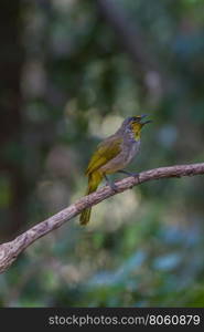 Stripe-throated Bulbul Bird, standing on a branch in nature of thailand