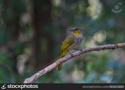 Stripe-throated Bulbul Bird, standing on a branch in nature of thailand