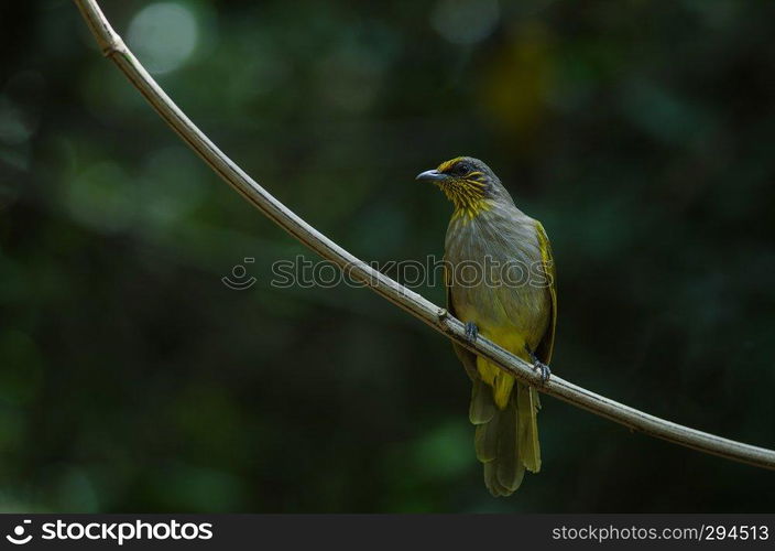 Stripe-throated Bulbul on a branch  Pycnonotus finlaysoni 