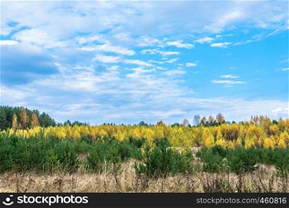 Stripe yellow autumn trees on a background of green pine trees and blue cloudy sky.