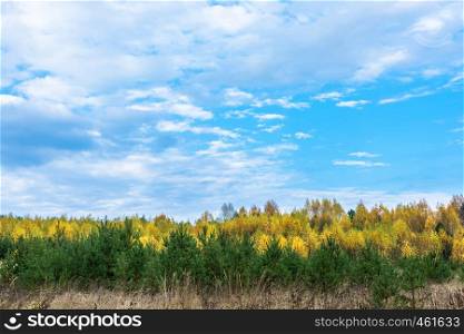 Stripe yellow autumn trees on a background of green pine trees and blue cloudy sky.