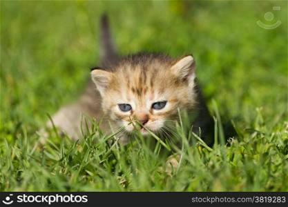 Striped baby kitten on the green grass
