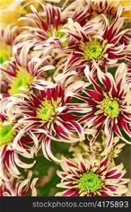 striped background of chrysanthemums.