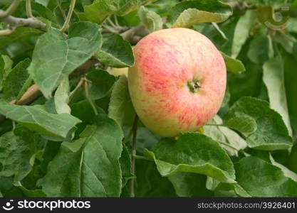 Striped big red apple ripening on a tree branch among green leaves in autumn