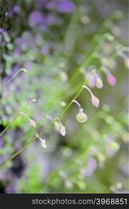 Striped Bladderwort, Chire-papni &#xA;Botanical name: Utricularia striatula Family: Lentibulariaceae (Bladderwort family)