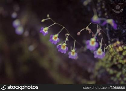 Striped Bladderwort, Chire-papni &#xA;Botanical name: Utricularia striatula Family: Lentibulariaceae (Bladderwort family)