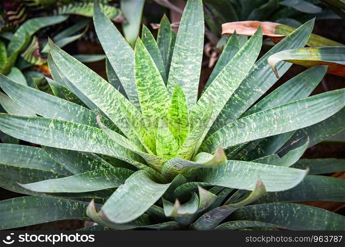 Striped bromeliad green leaves large in the bromeliad garden