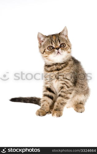 Striped fluffy kitten isolated on white background