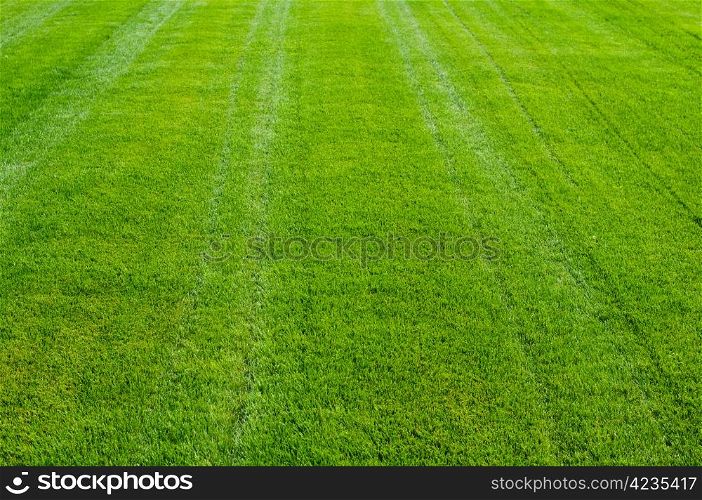 Striped green grass texture with perspective view