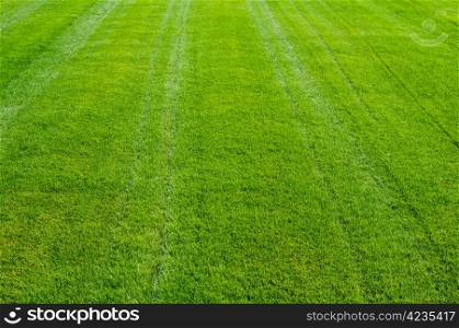 Striped green grass texture with perspective view