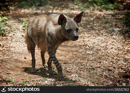 Striped hyaena in forest