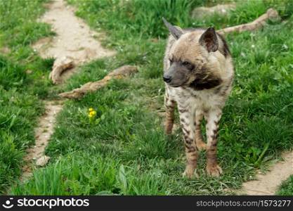 Striped hyena (Hyaena hyaena sultana)