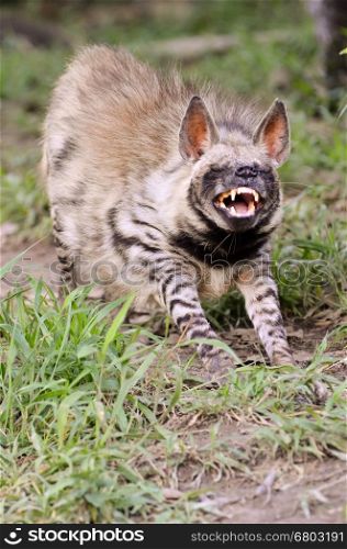 striped hyena, the african wildlife