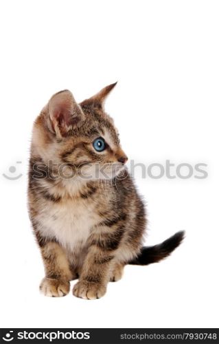 Striped Kitten with Blue Eyes on White Background