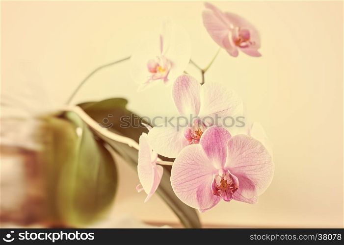 Striped pink orchid flower close up. (Orchidaceae)